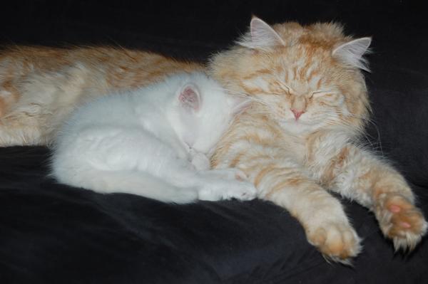 mit Qesharo kuscheln ist toll.JPG